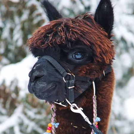 Haus Mair شقة غاسشرن